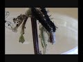 Peacock Butterfly caterpillars and their enemies