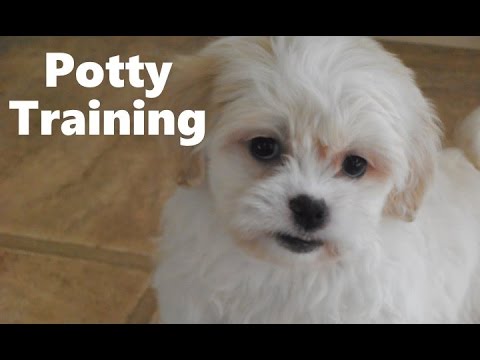 how to care for a zuchon puppy