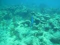 Blue Parrot Fish