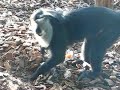 Lion Tailed Macaque