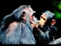 FUNNY APES & MONKEYS