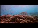 Experience Diving! Experience the Philippines! Experience Diving! Experience the Philippines!