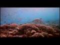 Experience Diving! Experience the Philippines!