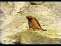 se-al-de-dios-parte-02-ezequiel-ataucusi-gamonal-.html