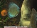 videos de Mi acuario de Discos (www.acuariopasion,com)