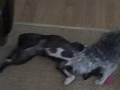 videos de Tiny Morkie attacks full grown BT