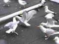Seagulls vs Sandwiches, Eastbourne