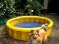 Sam in het water.....