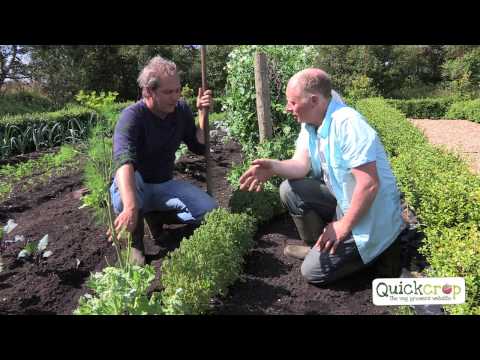 how to harvest oca