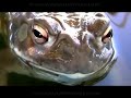 Sonoran Desert Toads in the Wild