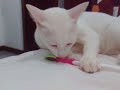 Meu gato escova os dentes! - Parte II