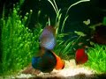 Acuario de discos