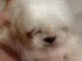 cute dog cute dog