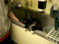 videos de Cat Bath