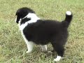 Stella pups playing Stella pups playing