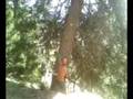 videos de abatage bucheron  a arzier n3