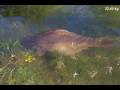 Carpfishing - Cassien 2007 - France - 3 x Carps 22 kg + View Video