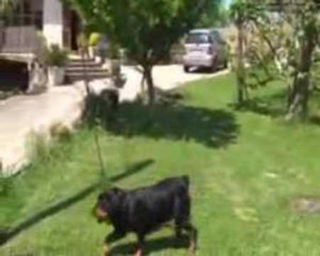 rottwailer