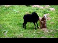 Määääh? - Mäh doch selber!