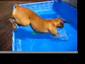 Oscar the Boxer Raises Hell on Roof