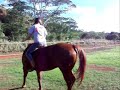 The Horse That Was Forgotten