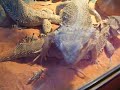 Bearded dragons,fred,wilma and pebbles eating in there new viv.AVI