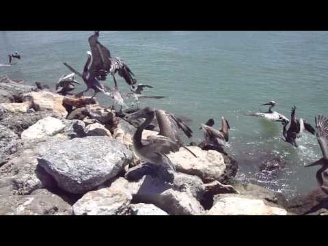 North Jetty Park Casey Key Florida