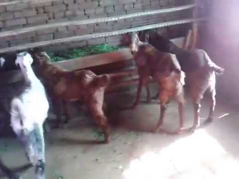 rajasthan goat farming - 30shirohi breed buck & 14deshi breed buck at the farm for Eid ,contect 8094933122.