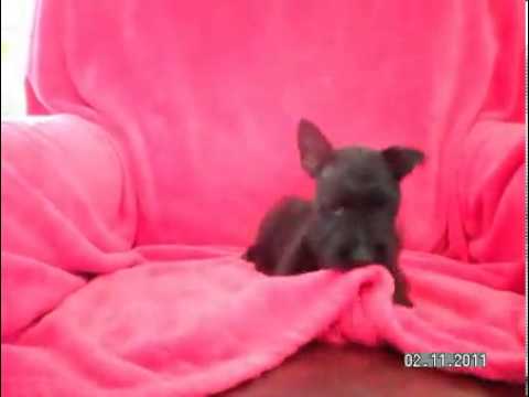Charlie -