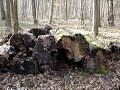 le sentier des murmures : route de la sérénité 1
