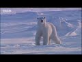 bbc: search for the polar bears   first sighting of a polar bear