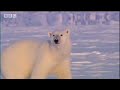 bbc: search for the polar bears   first sighting of a polar bear