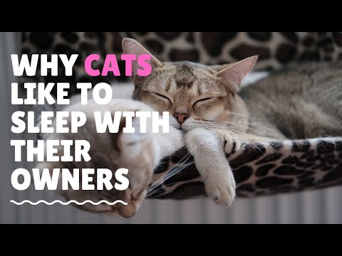 Why Cats Like to Sleep with Their Owners  | Animal Globe
