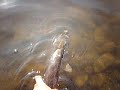 pike release