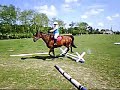 Horses Tribute 13 - Clips from 2006