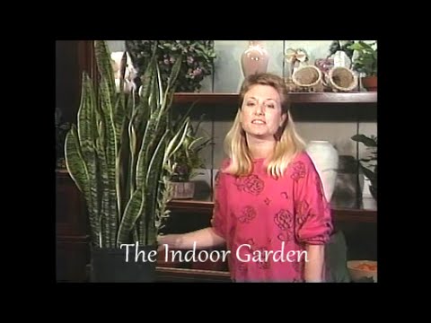 how to trim sansevieria