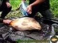 Największa ryba I Pucharu Cyprinus Carpio