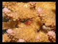 Divocean Similan Part 2