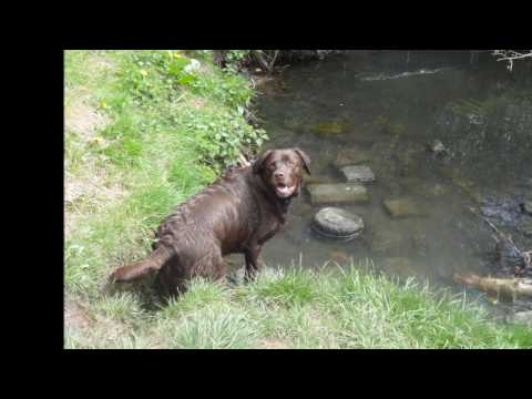 Chocolate Labrador Swimming