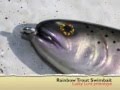 Handcarved custom Trout Swimbait