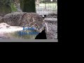 Tigers helping Bobcats! - Big Cat TV