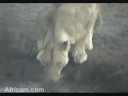 lioness-at-nkorho-pan.html