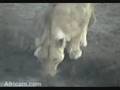 Lioness at Nkorho Pan