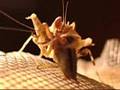 Repas de Creobroter sp
