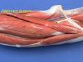 Thigh Medial Compartment | RM. Thigh Medial Compartment | RM.