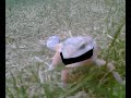 leopard gecko sing ayo technology by 50 cent