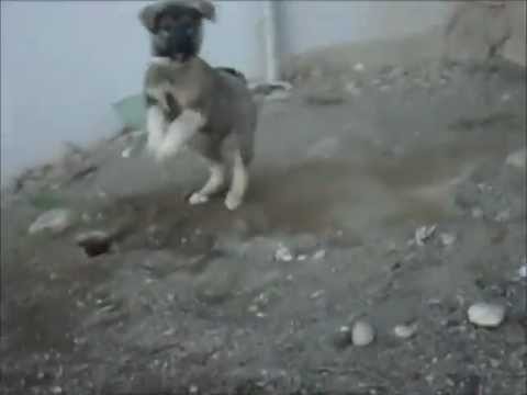 Kangal Power -