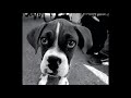 Jeff Buckley - Peace Offering (rare track)