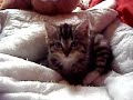 un chaton qui boit son biberon comme un bebe!