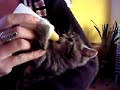 un chaton qui boit son biberon comme un bebe!